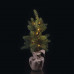 LED vianočný stromček, 52cm, 2× AA, vnútorný, teplá biela