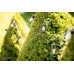 Záhradná solárna dekoračná reťaz - 3,8m - 10 žiaroviek - patina - teplá biela - Polux